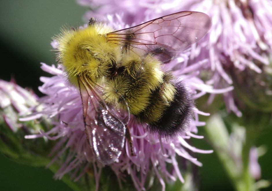 A perplexing bumblebee