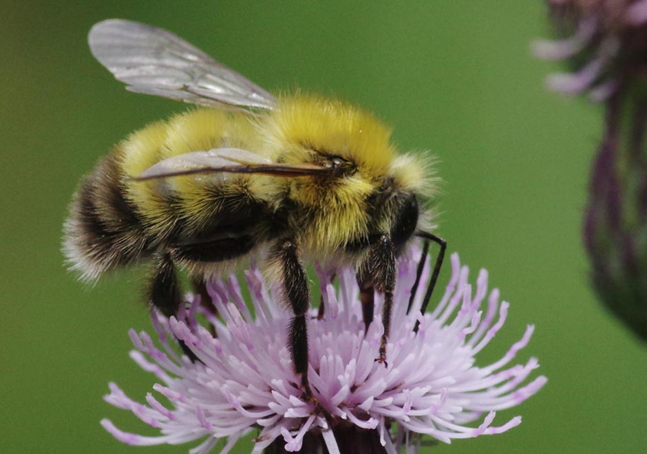 A perplexing bumblebee