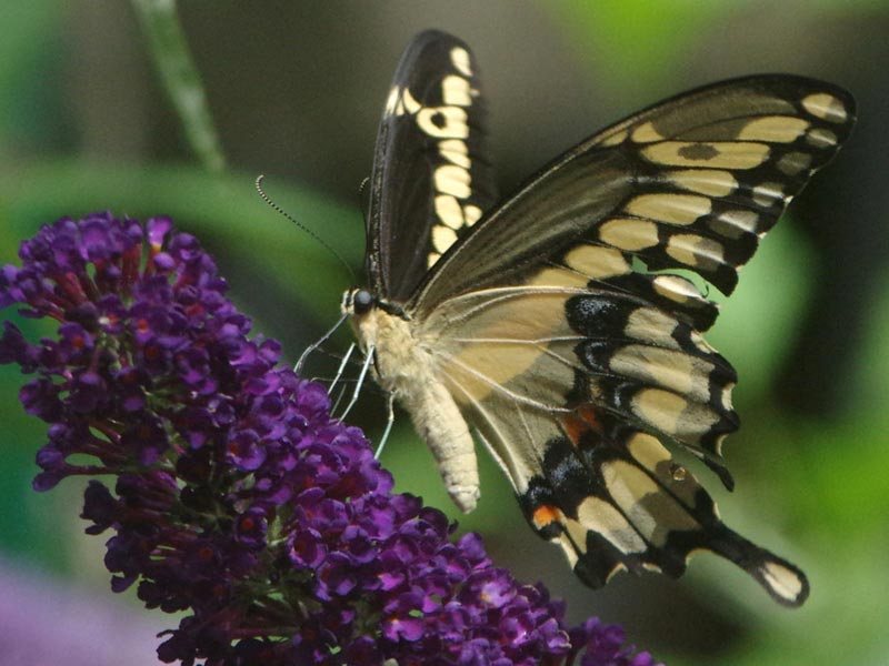 Papilio cresphontes