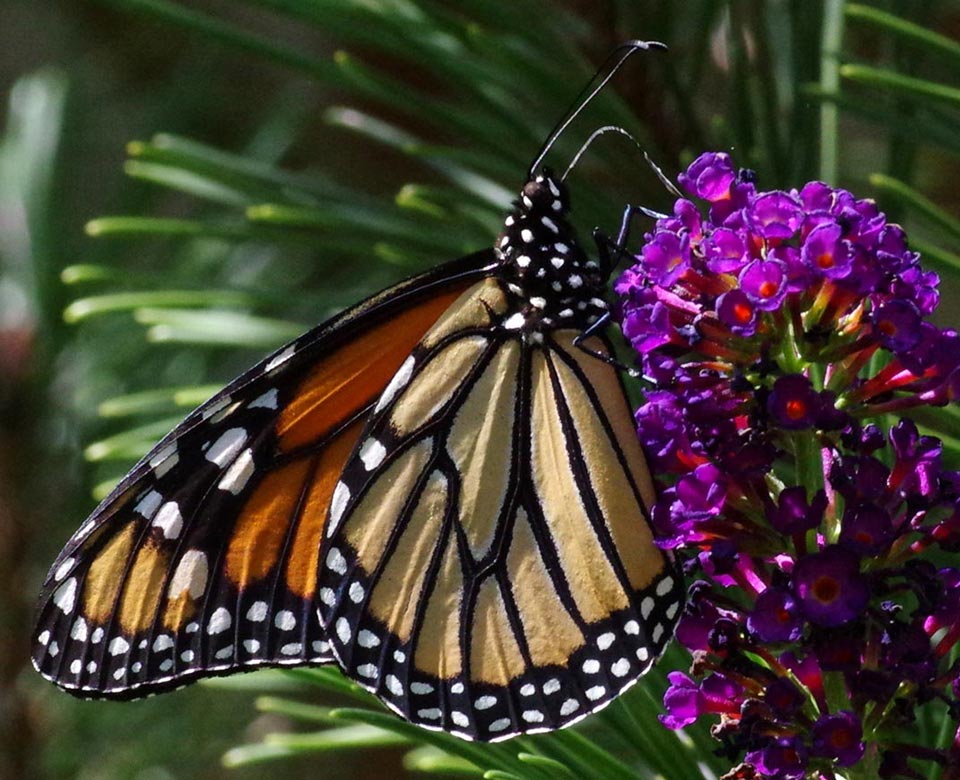 Monarch, wings raised