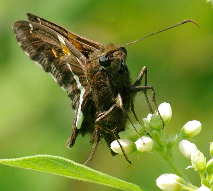 Silver-spotted skipper