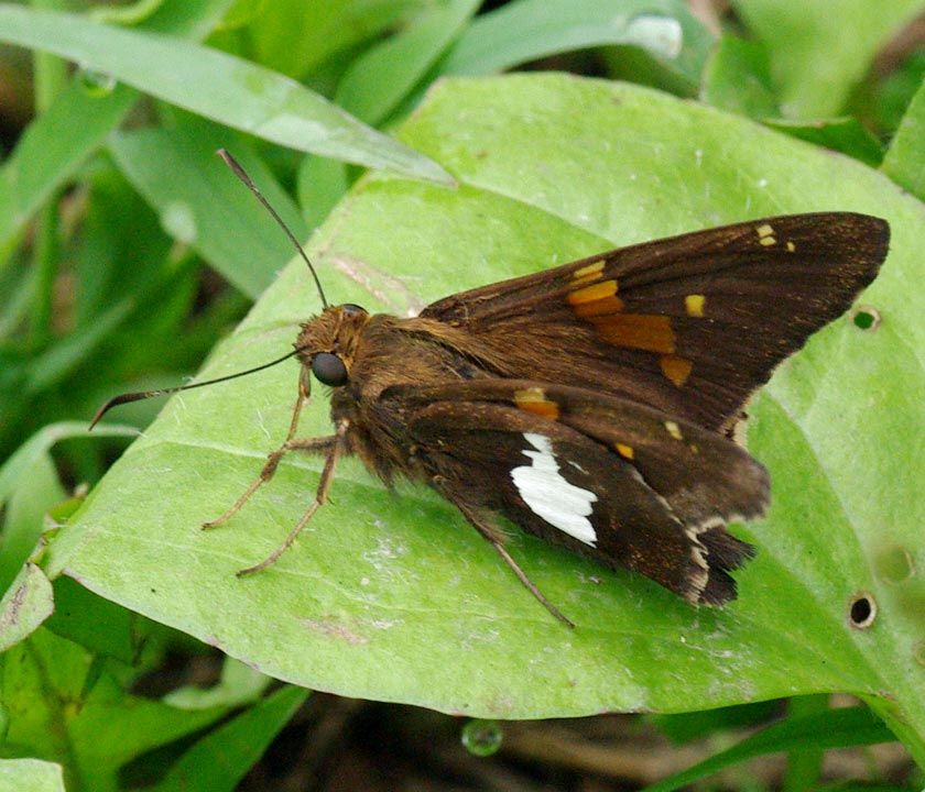 Silver-spotted skipper