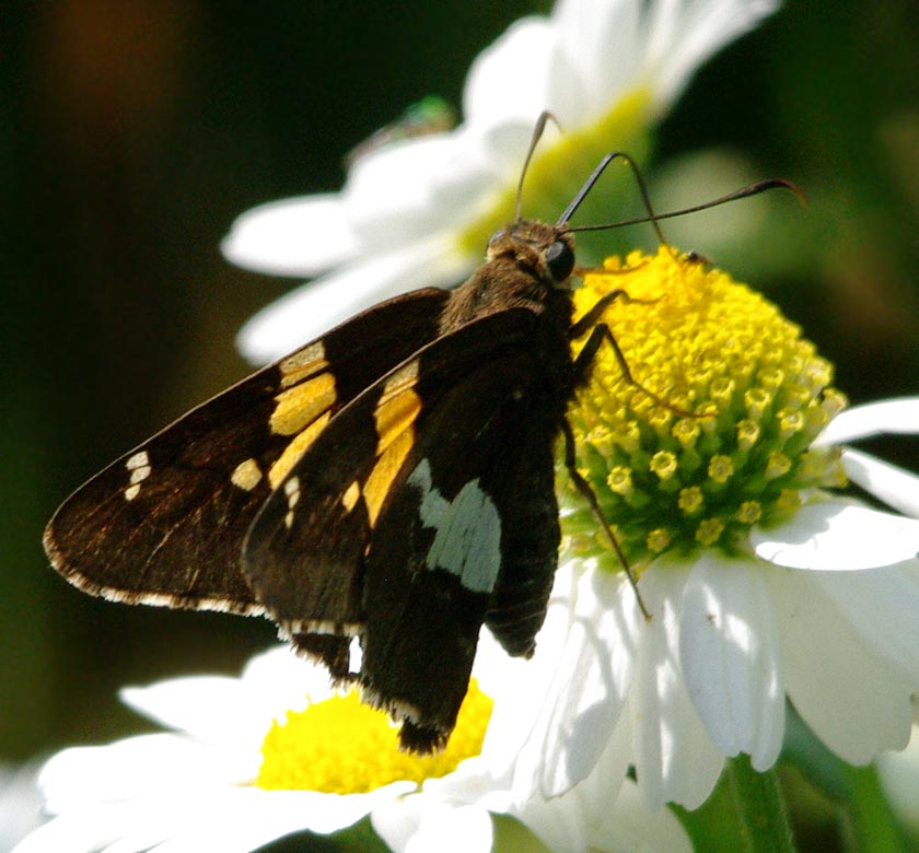 Dark silver-spotted skipper