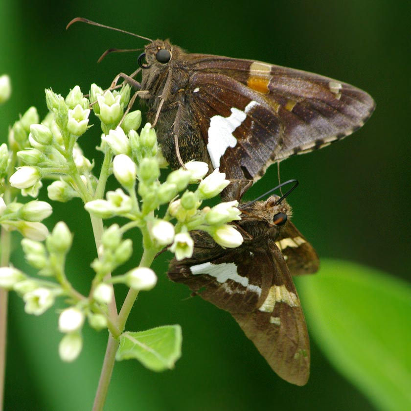 Two silver-spotted skippers