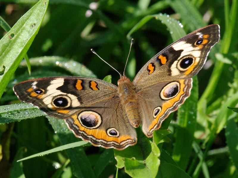 Common buckeye
