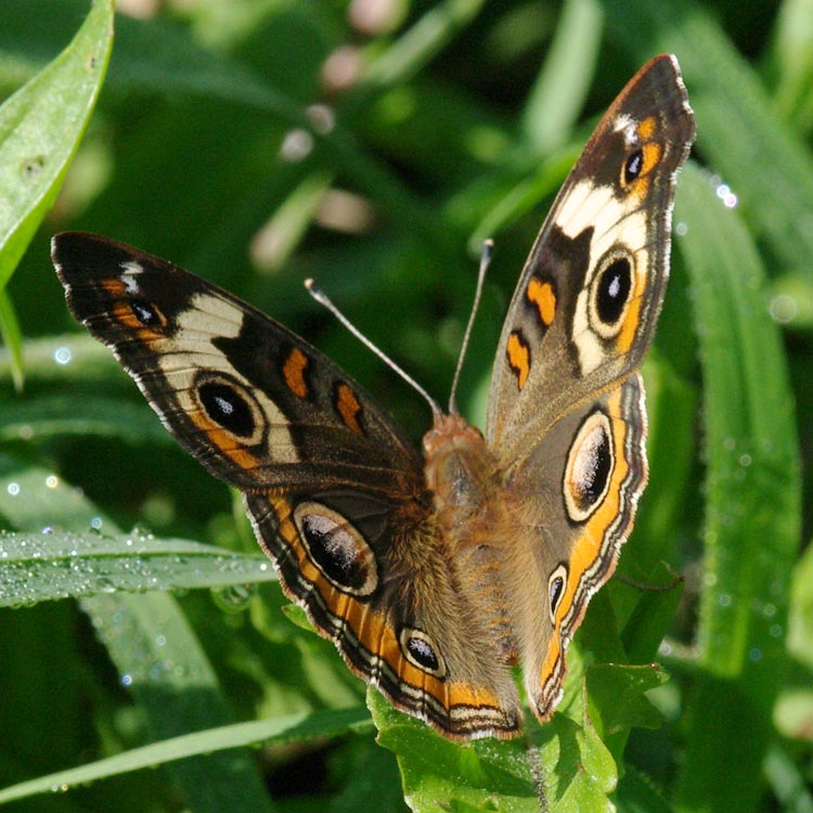 Common buckeye