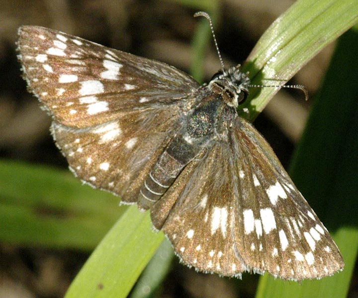 Female common checkered skipper