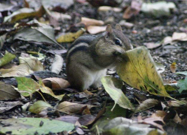 An eastern chipmunk and the leaf