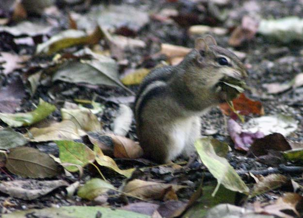 An eastern chipmunk and the leaf
