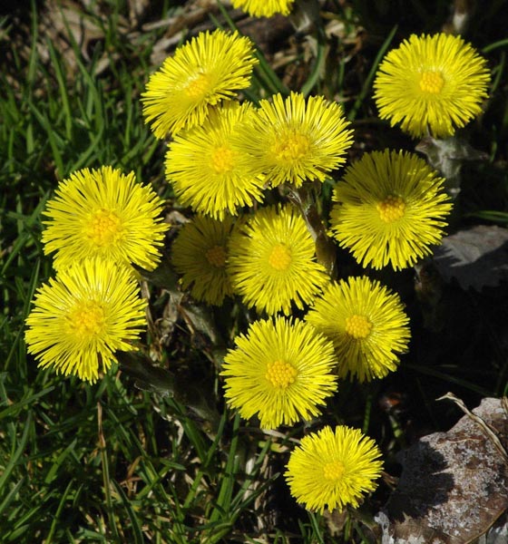 Common mullein blossoms