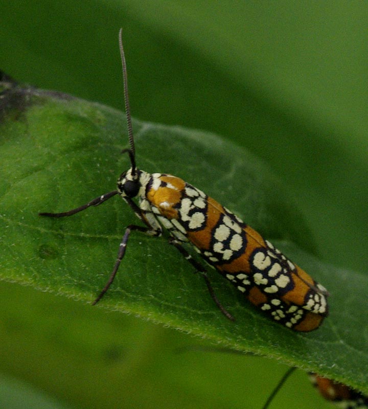 Ailanthus Webworm Moth