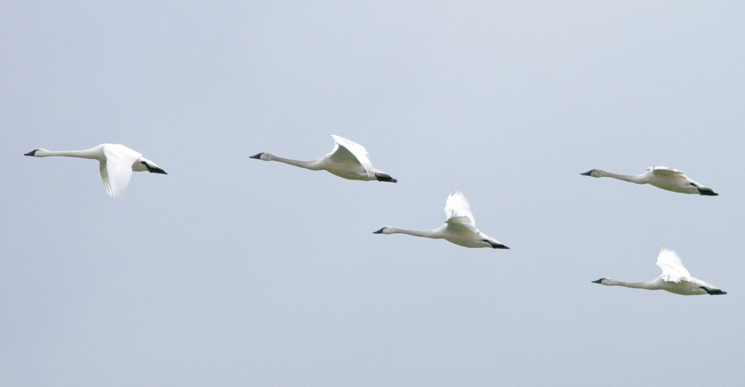 Five level tundra swans