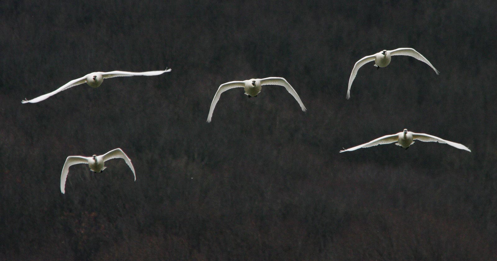 Incoming tundra swans
