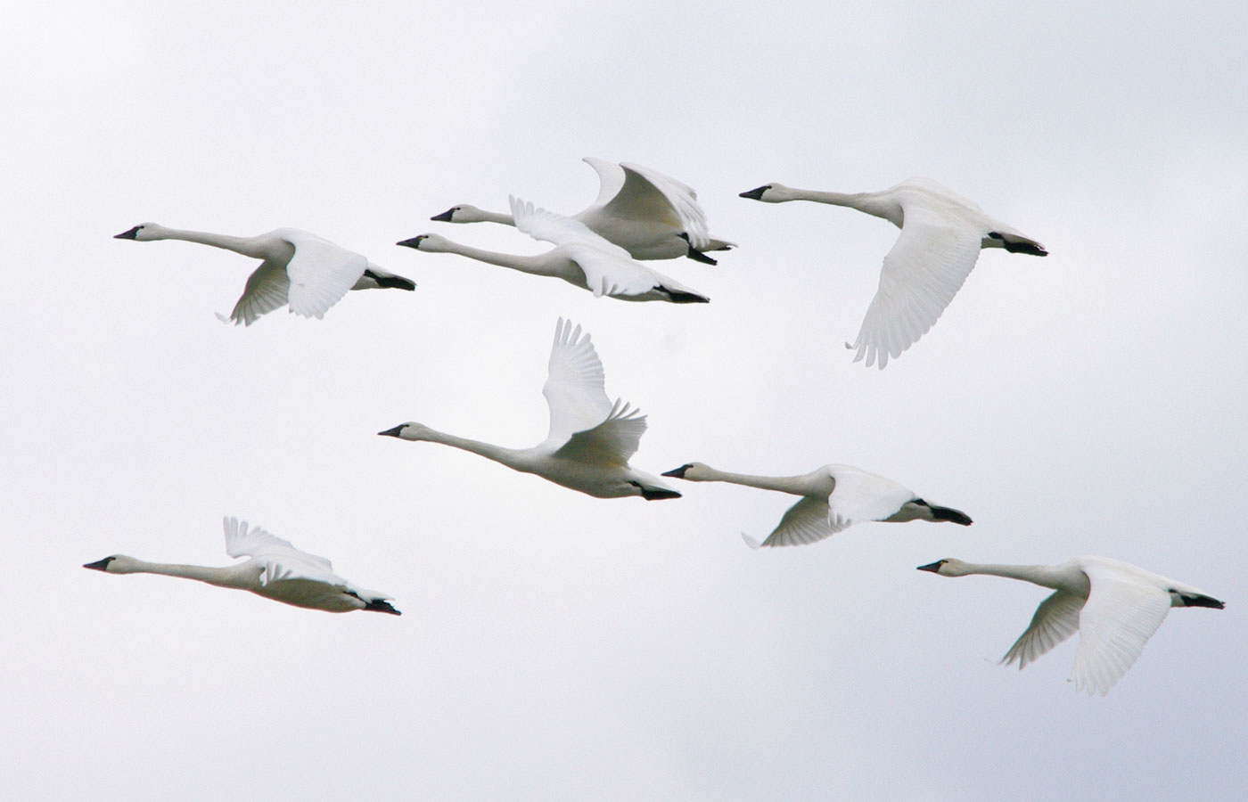 Tundra swans