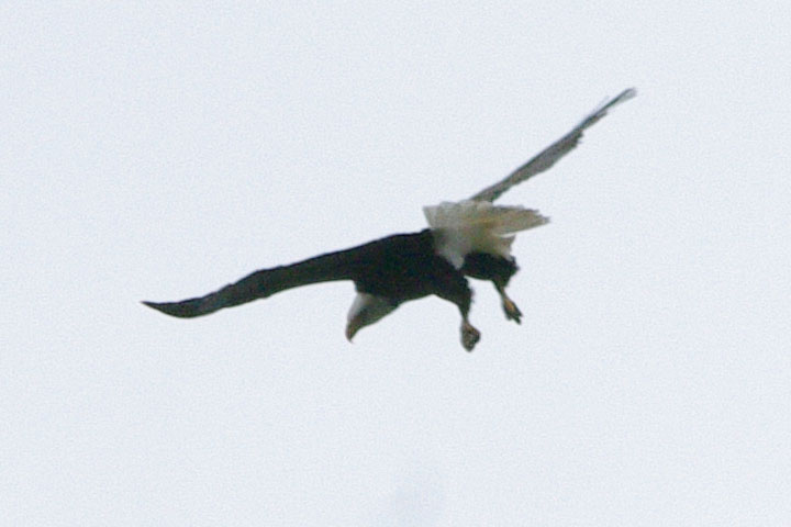 Bald eagle fishing: wheeling