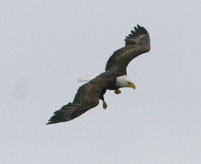 Bald eagle fishing: wheeling