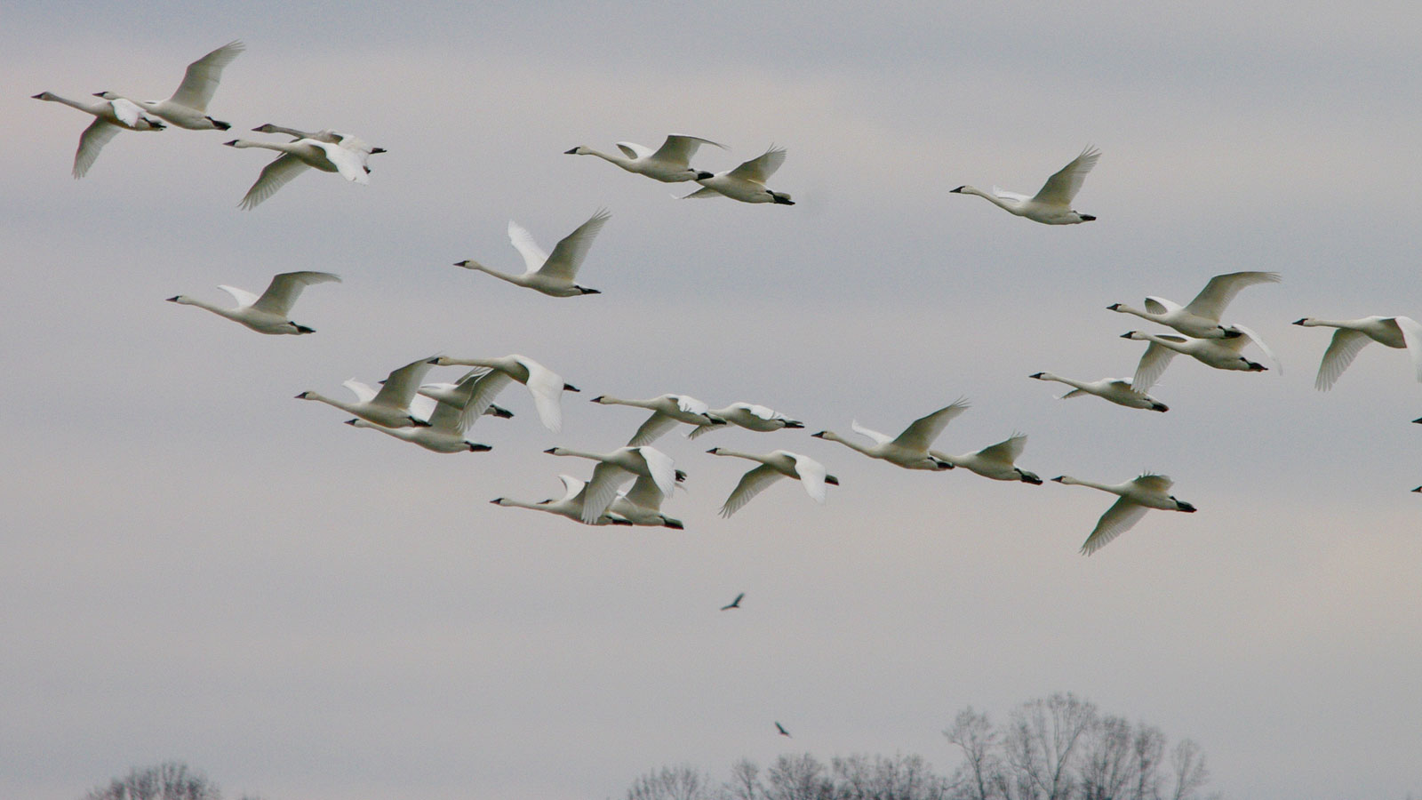 Tundra swans with a distant bald eagle pair