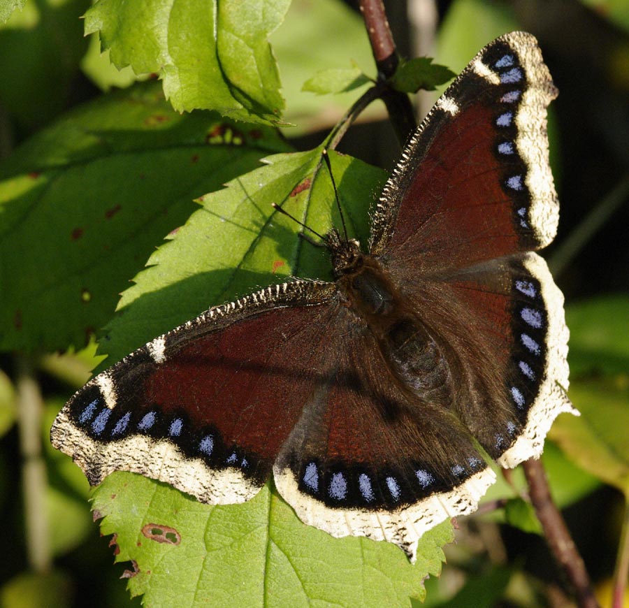 Mourning cloak