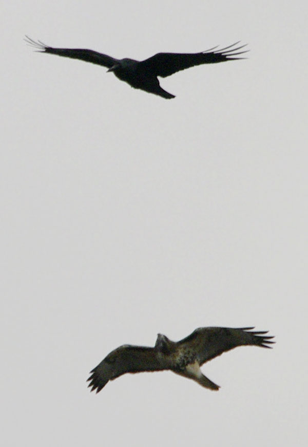 raven and red-tailed hawk