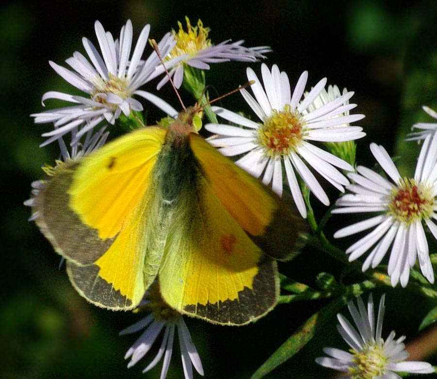 Orange sulphur, open wings