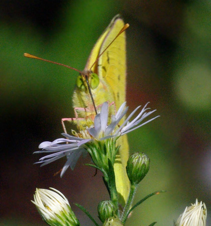 Orange sulphur, the stare