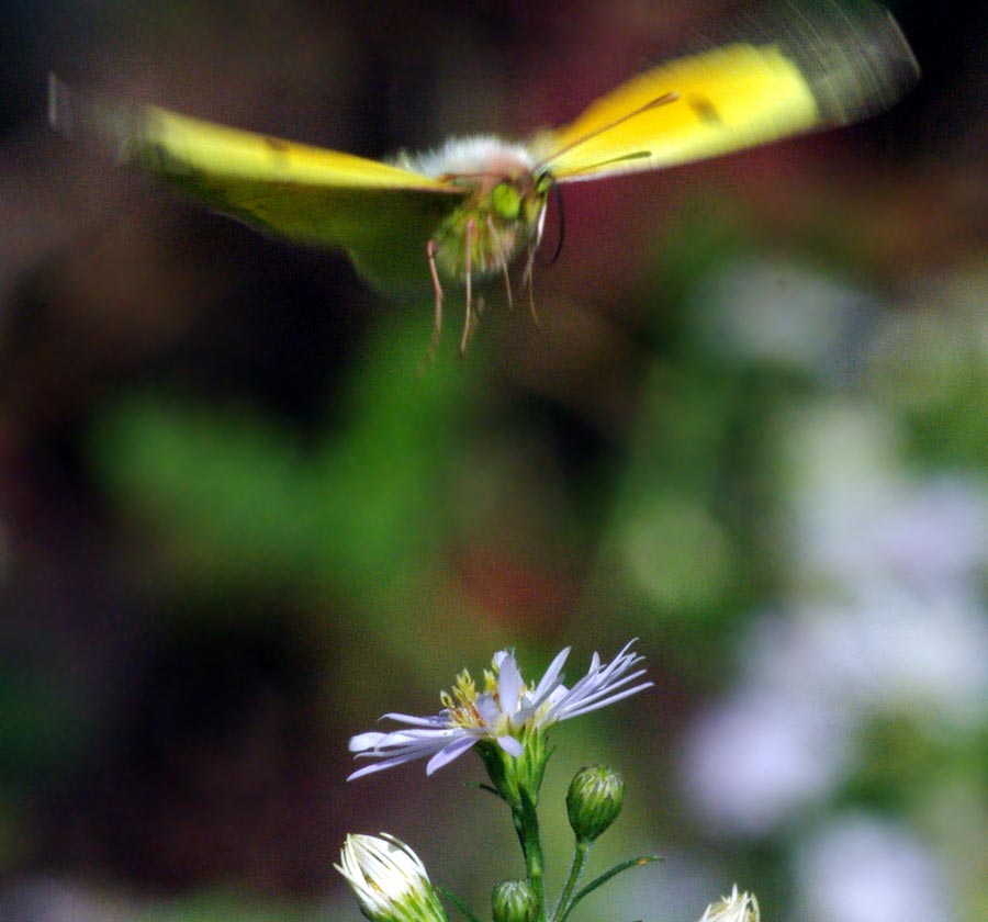 Orange sulphur, lightness of being