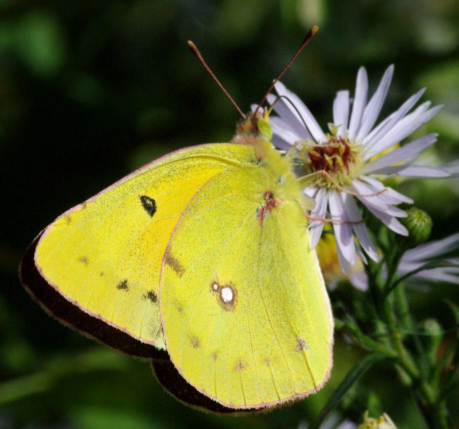 Orange sulphur, traditional