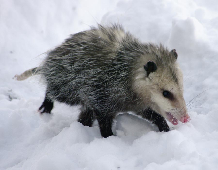 Opossum
