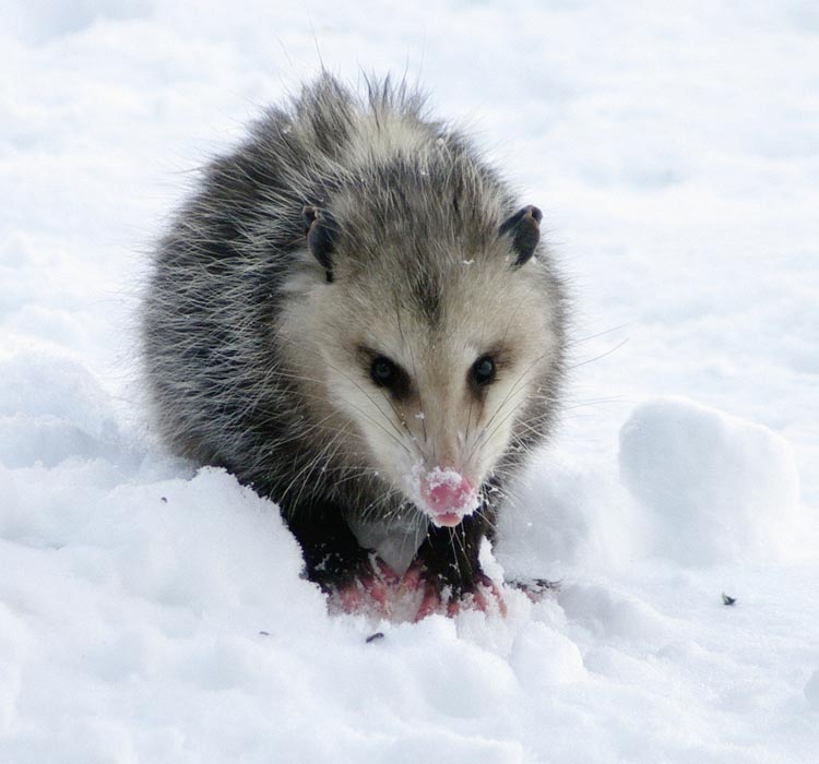 Opossum