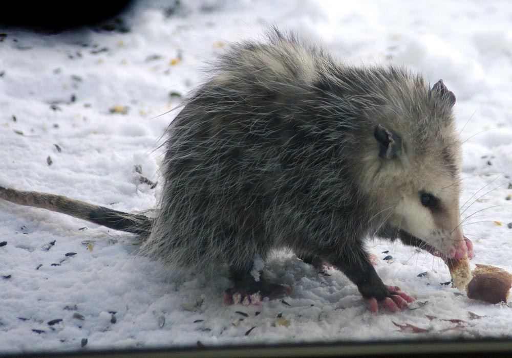 Opossum