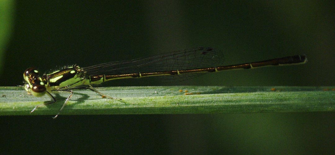 Brownish damselfly