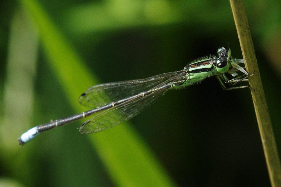 Purple damselfly with stripes
