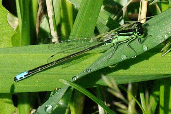 Green and blue damselfly