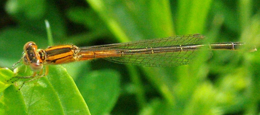 Orange damselfly