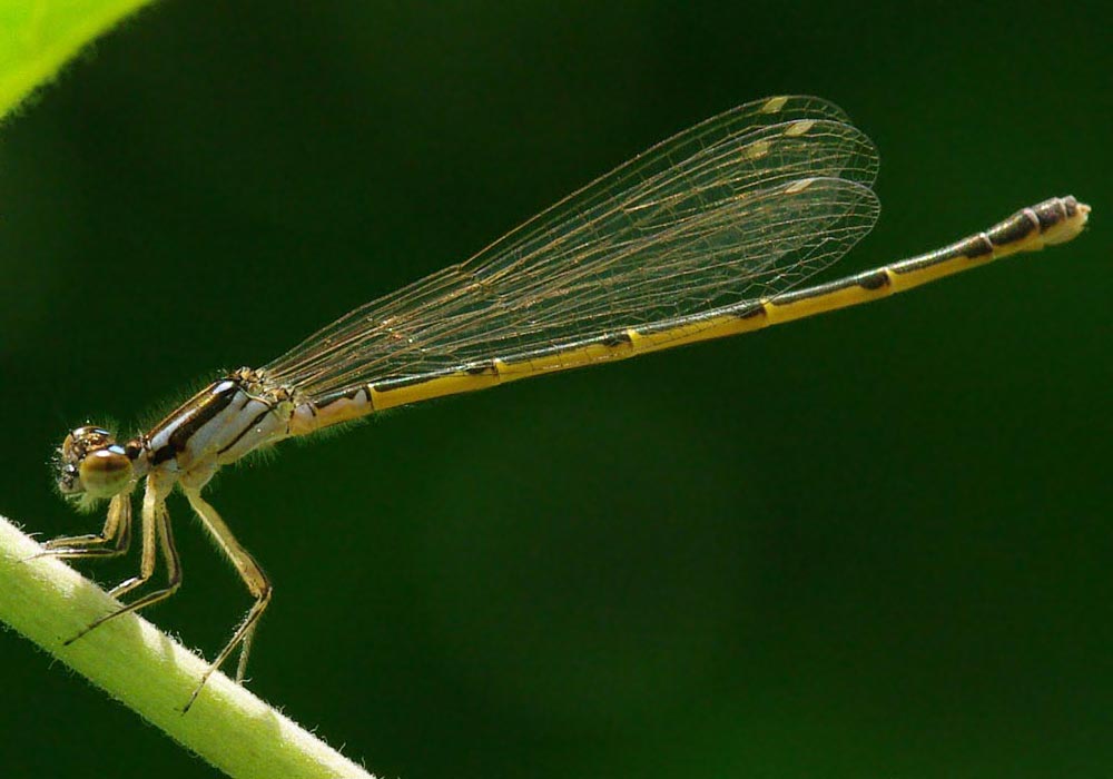 Tan damselfly