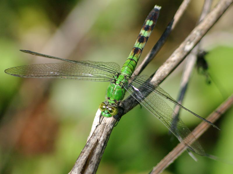 cherry-faced meadowhawk, dragonfly