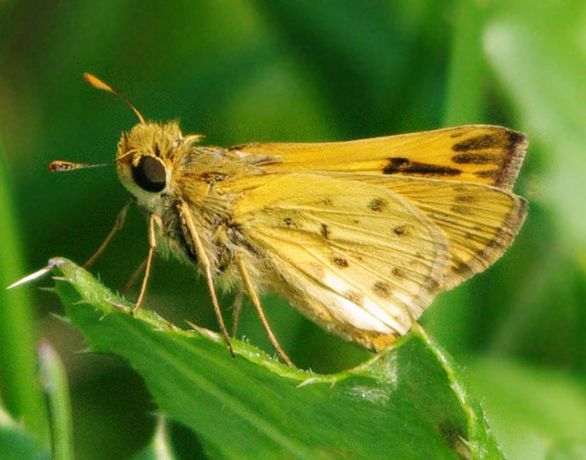 Fiery skipper, wings closed
