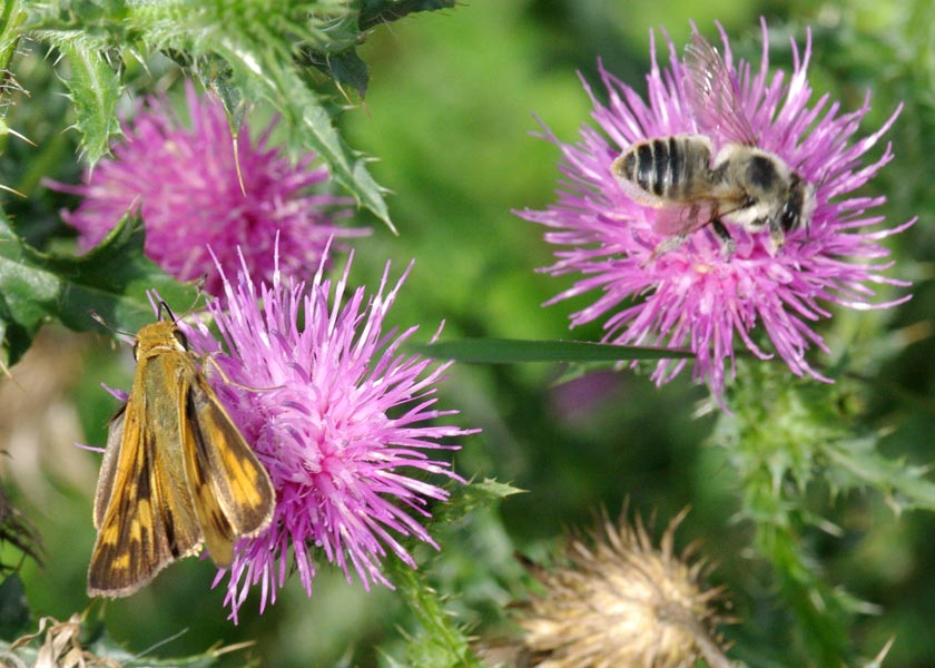 Fiery Skipper, with bumblebee