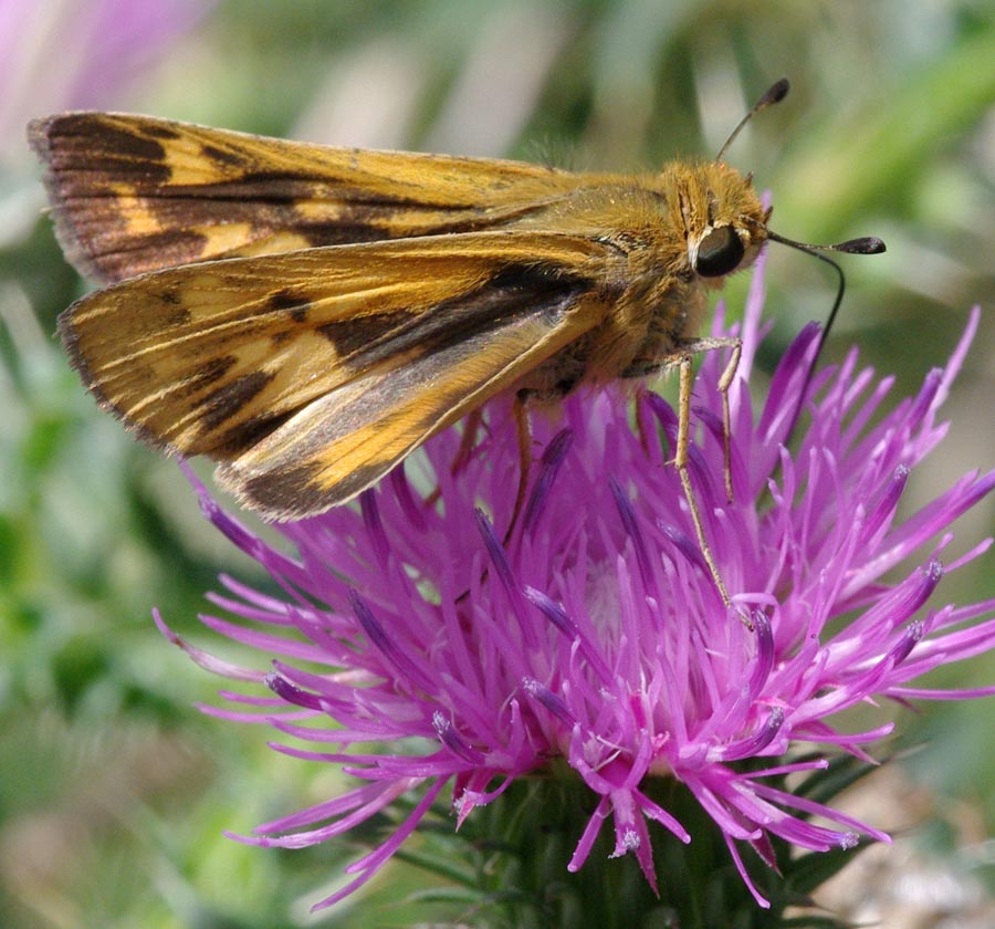 Fiery skipper on thistle