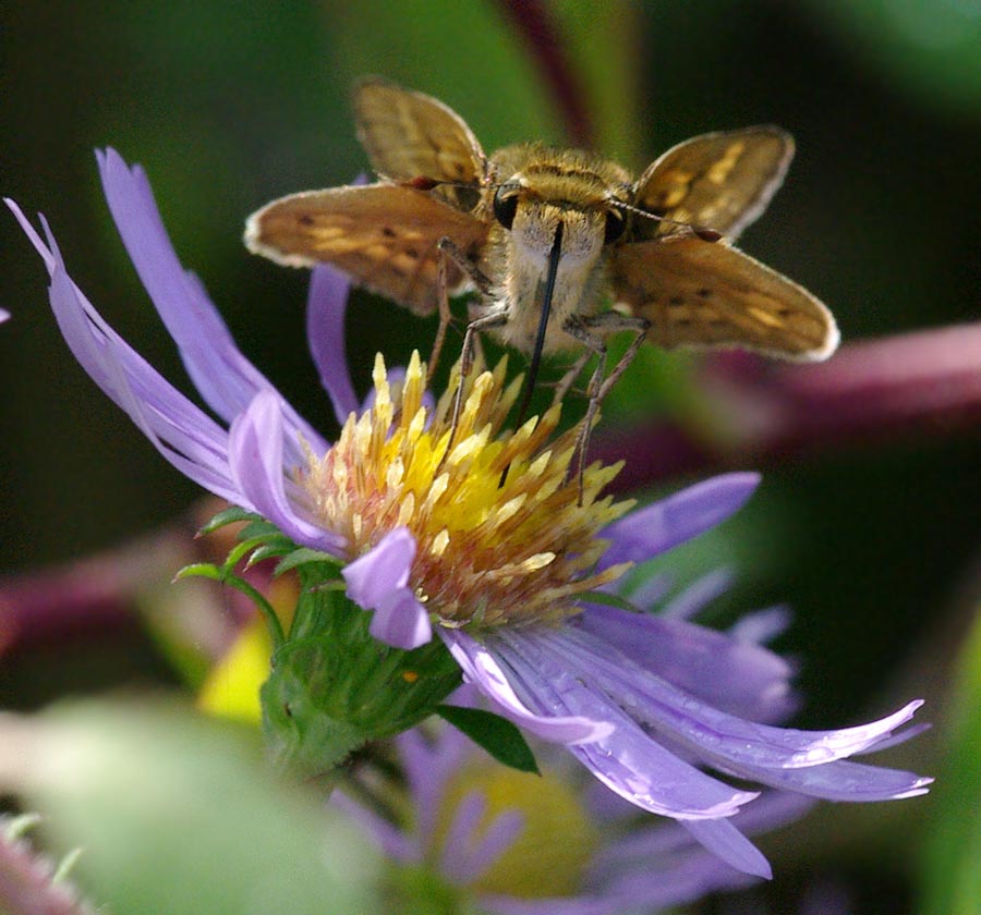 Female fiery skipper, head on