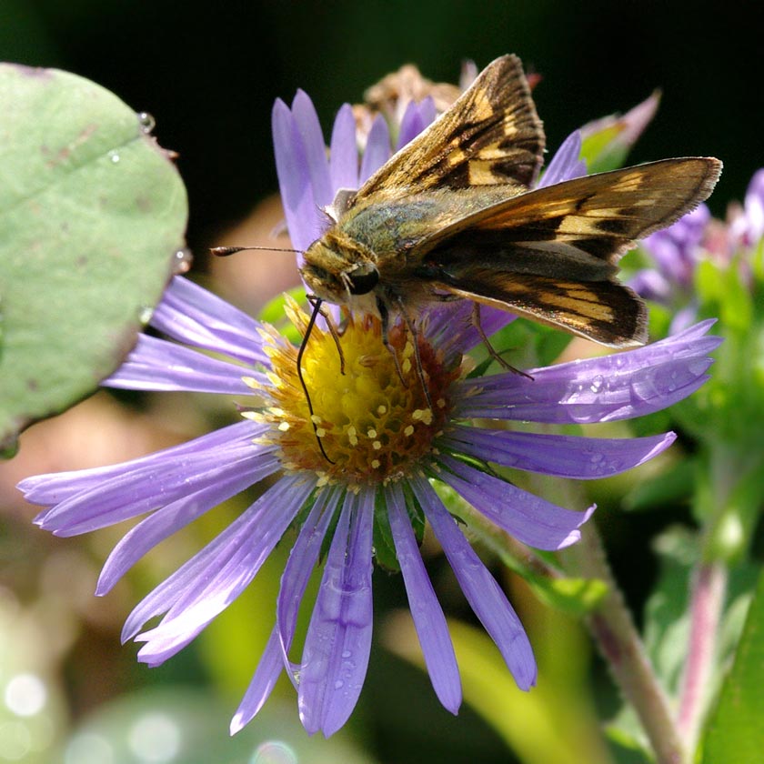 Female fiery skipper