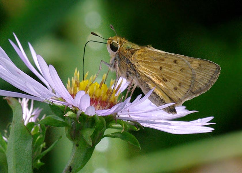 Female fiery skipper, wings up