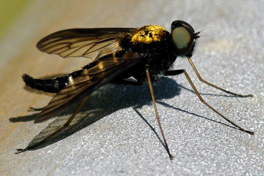 Gold-backed snipe fly