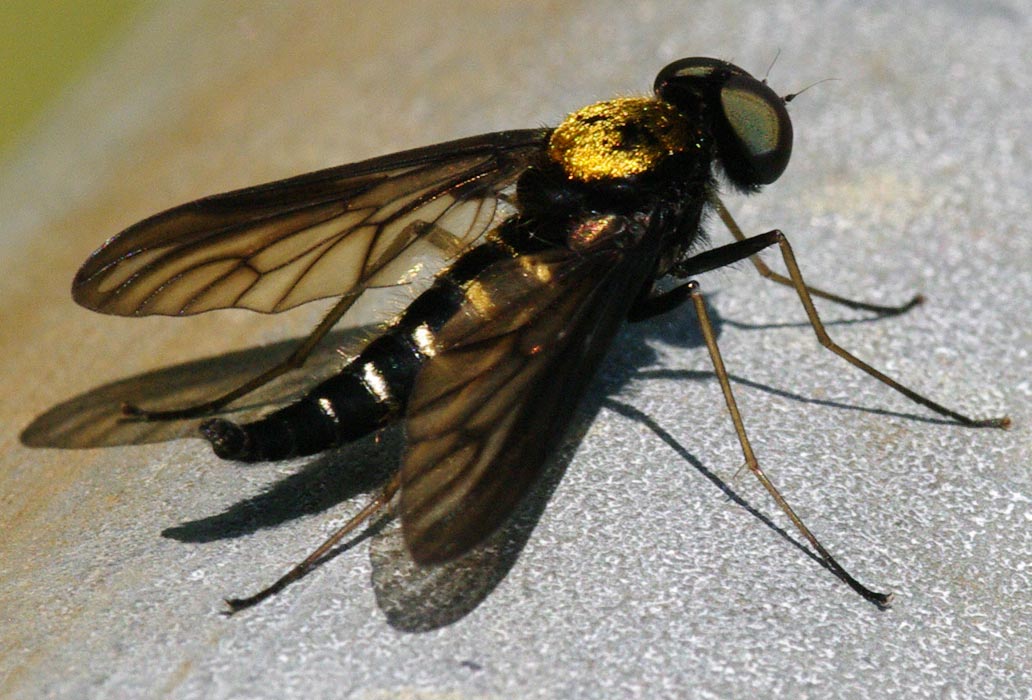 golden-backed snipe fly