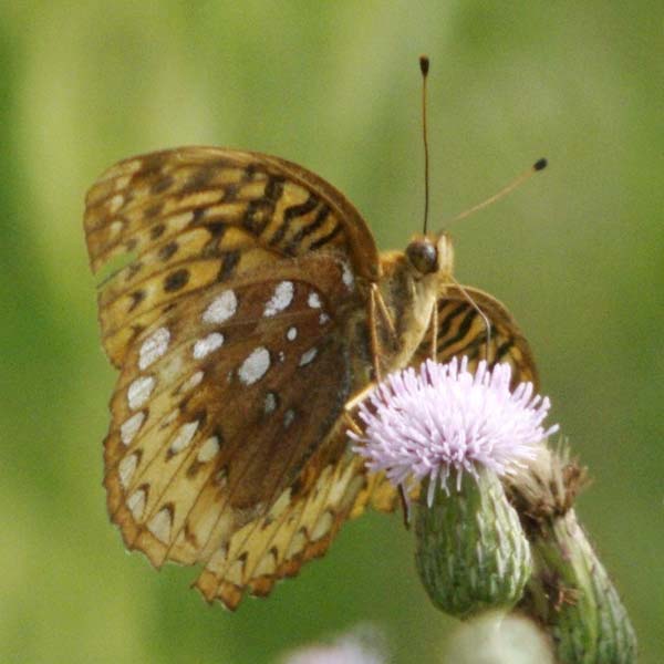 Great-spangled fritillary