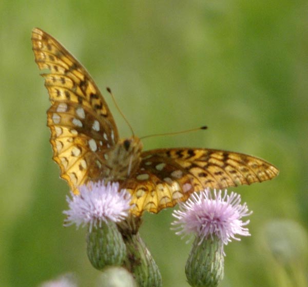 Great-spangled fritillary