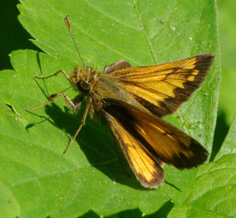 Hobomok skipper