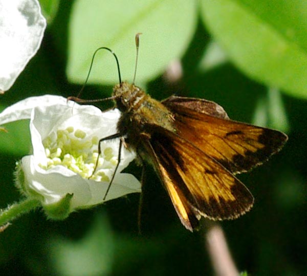 Hobomok skipper