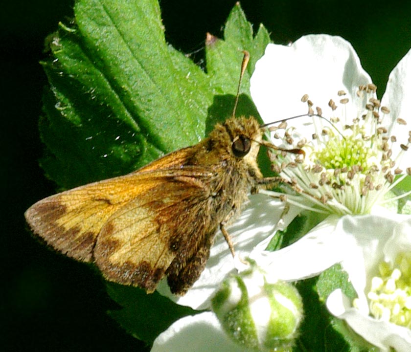 Hobomok skipper, wings up