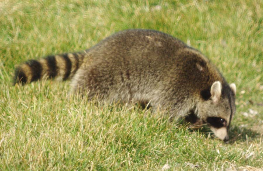 Raccoon sniffing